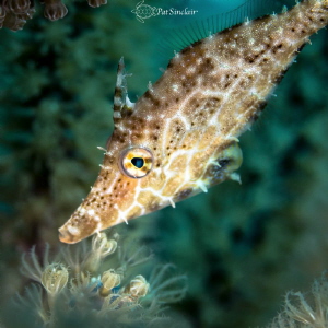 Slender filefish trying to hide (was usual.) by Patricia Sinclair 